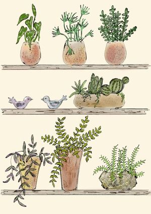 House plants I