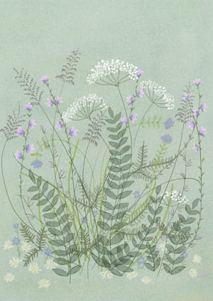 Cow parsley